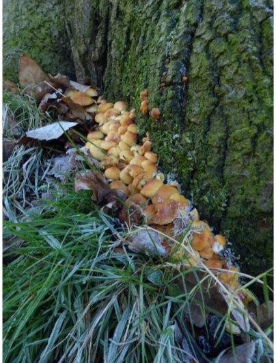 Emerging fruit bodies on sweet chestnut in London, UK.